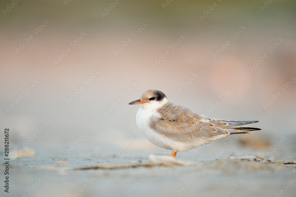 A juvenile Common Tern stands on the sandy beach in soft overcast light with a smooth background.