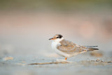 A juvenile Common Tern stands on the sandy beach in soft overcast light with a smooth background.