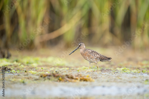 A Short-billed Dowitcher works the shallow water and mud searching for food in the soft overcast light.