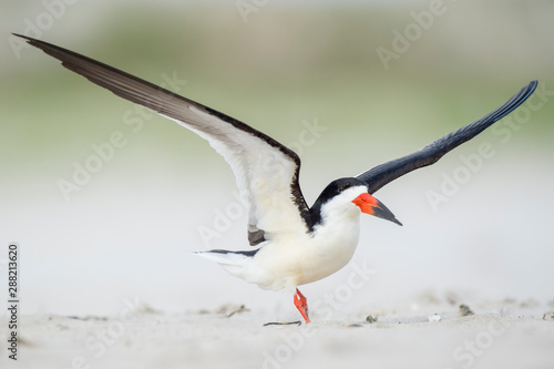 Black Skimmer with wings in the air landing on a sandy beach.