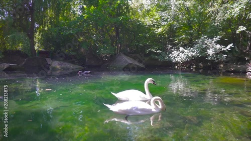 Pair of White Swans Floating on Pool or Pond