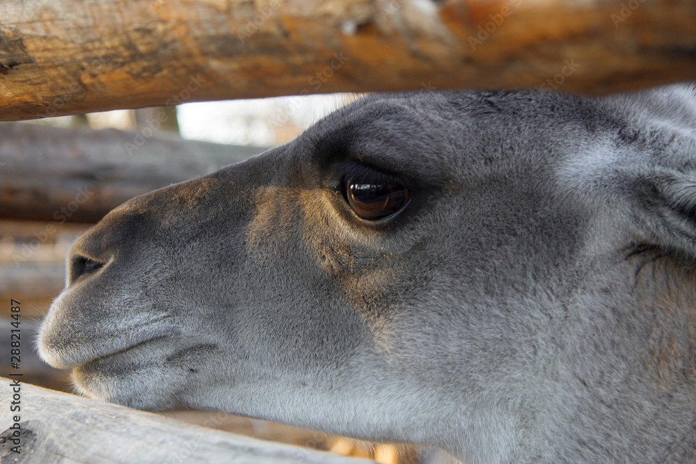 Lama Guanaco of the camelid family in the zoo Lama Guanaco of the camelid family in the zoo