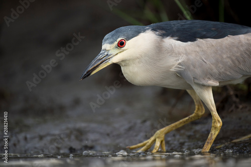 A Black-crowned Night Heron stalks the shallow water in search of food in soft light with its bright red eye standing out. © rayhennessy