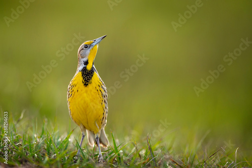 An Eastern Meadowlark stands in an alert pose in green grass in soft glowing sunlight. photo
