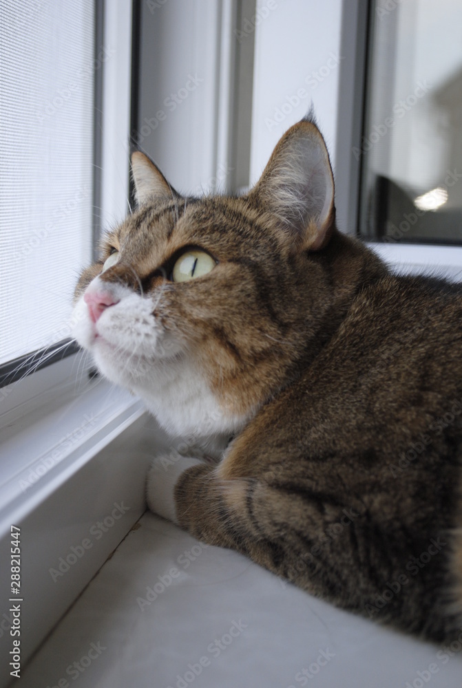 Siamese cat on the window