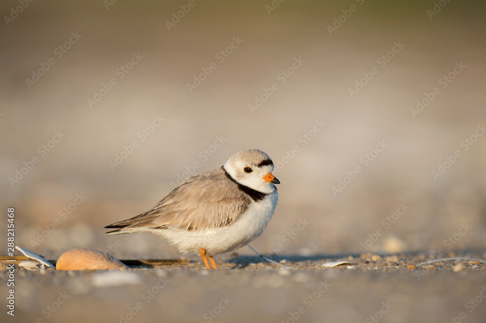 Fototapeta premium Adult Piping Plover standing on a sandy beach with a large shell in the bright sunlight.