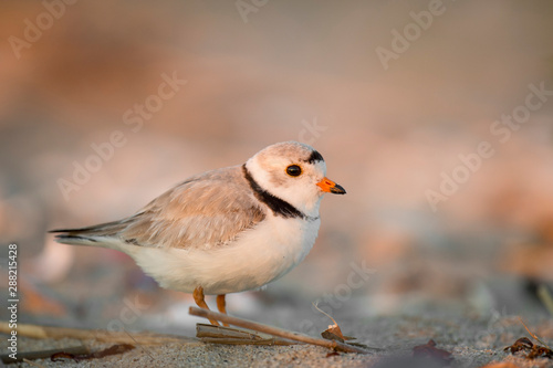 A Piping Plover stands on a sandy beach in early golden sunlight. © rayhennessy