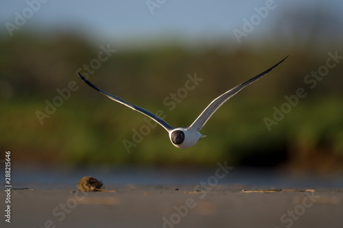 A Laughing Gull flies low over the ground in the evening sun with a smooth green background.