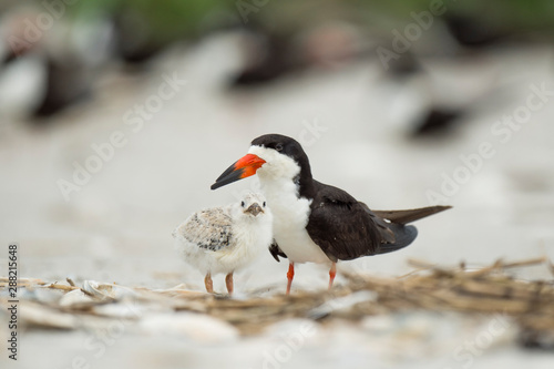 A baby Black Skimmer chick and adult birds stand on a sandy beach in a colony o birds in soft overcast light.