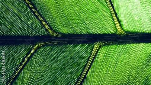 Looping Cinemagraph macro of green leaf background photo