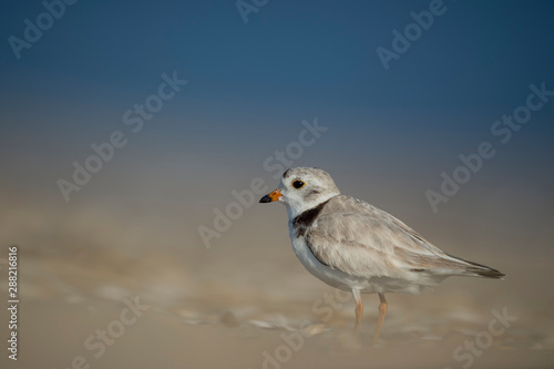 A Piping Plover stands on a sandy beach in the sunlight with a smooth background. © rayhennessy