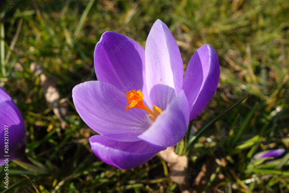 The first flower of spring is the Crocus vernus The first flower of spring is the Crocus vernus