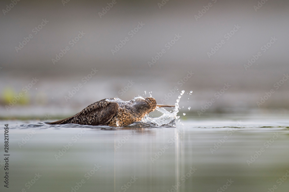 A Short-billed Dowitcher bathes and splashes around in the shallow water.