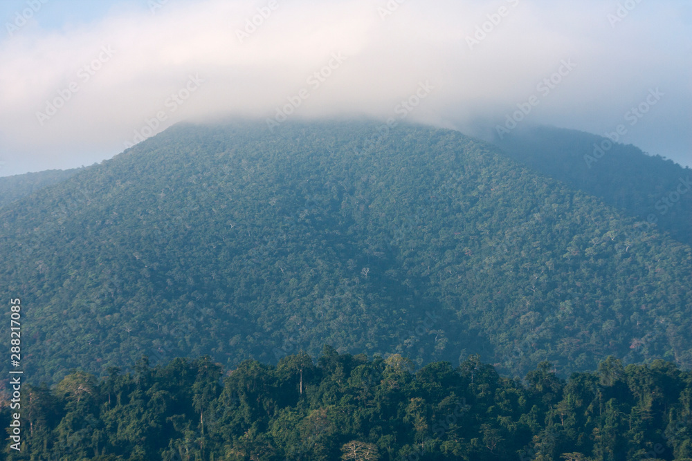 Rainforest in Andaman islands