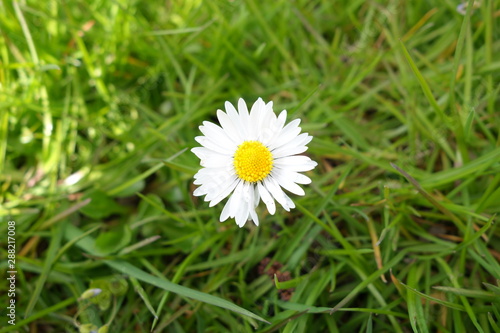 Daisy In Grass