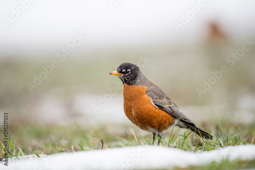 An American Robin stands in the grass with snow in front of it in soft overcast light.