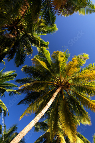 Palms on Andaman islands