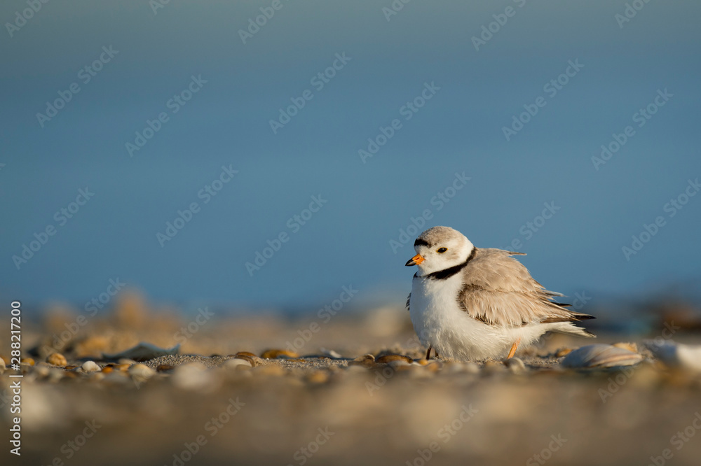 Adult Piping Plover stands on the beach with its feathers fluffed out and a chick tucked underneath with a bright blue sky. Adult Piping Plover stands on the beach with its feathers fluffed out and a chick tucked underneath with a bright blue sky.