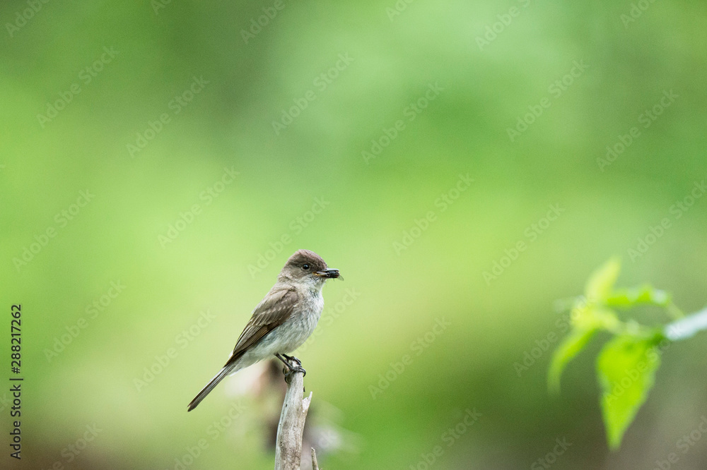 Eastern Phoebe perched on a branch with a fly in its beak and a smooth green background. Eastern Phoebe perched on a branch with a fly in its beak and a smooth green background.