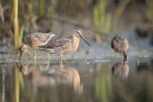 A trio of Short-billed Dowitchers stand in shallow water with one in front with a water drop off its bill.