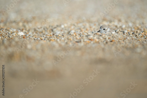 Wallpaper Mural A juvenile Piping Plover peeks out from behind a mound of sand and pebbles on a beach in the bright sunlight. Torontodigital.ca