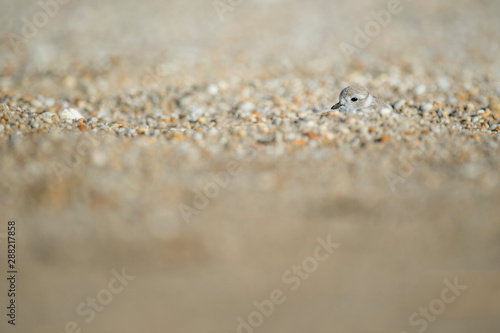 A juvenile Piping Plover peeks out from behind a mound of sand and pebbles on a beach in the bright sunlight.