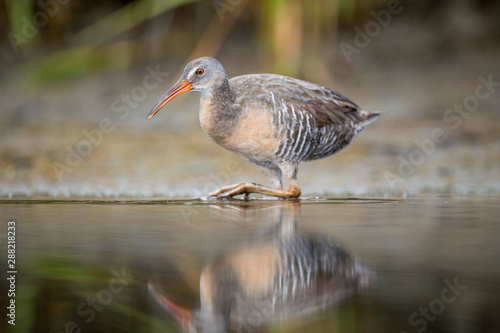 A Clapper Rail wades in shallow water with its reflection in the muddy marsh in soft light.