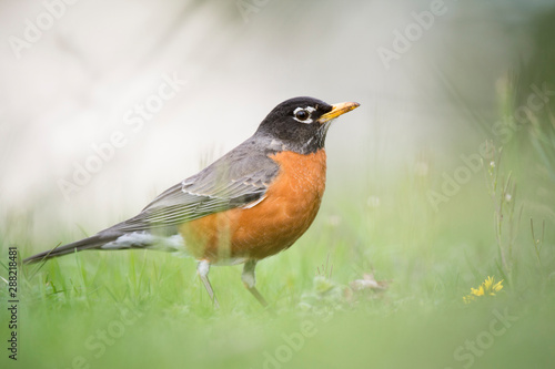 An American Robin stands in bright green grass with a light white background.