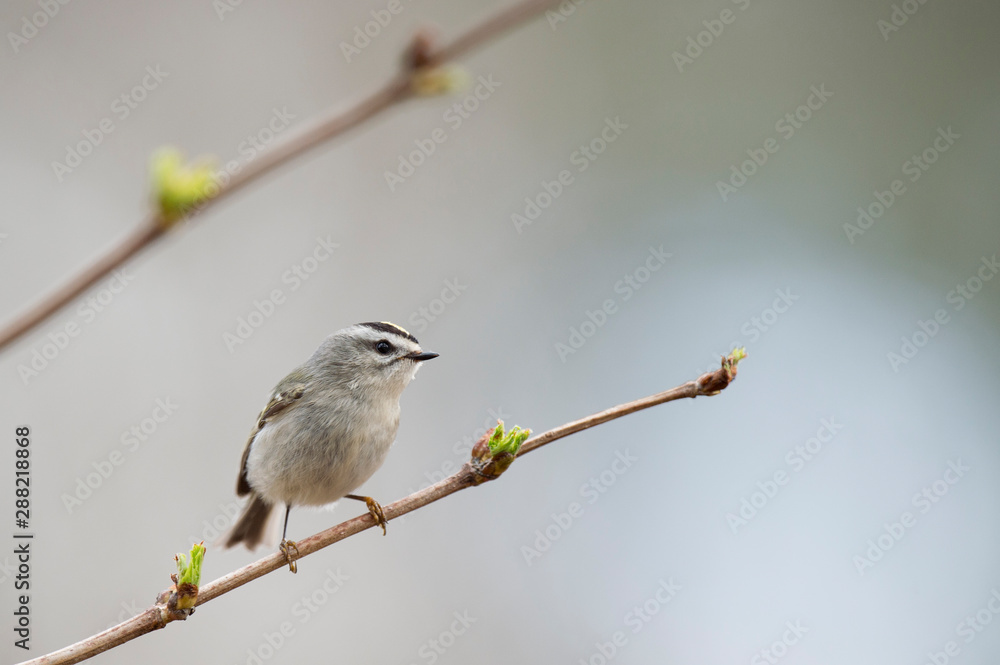 Fototapeta premium A tiny Golden-crowned Kinglet perched on a branch with fresh bright green spring growth.