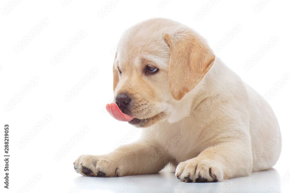 Labrador puppy with flowers Labrador puppy with flowers