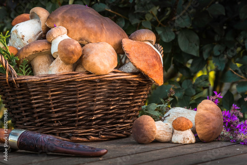 Wild mushrooms in the basket