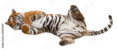 Fototapeta Naklejka Na Ścianę i Meble -  Cute tiger rolling on its back