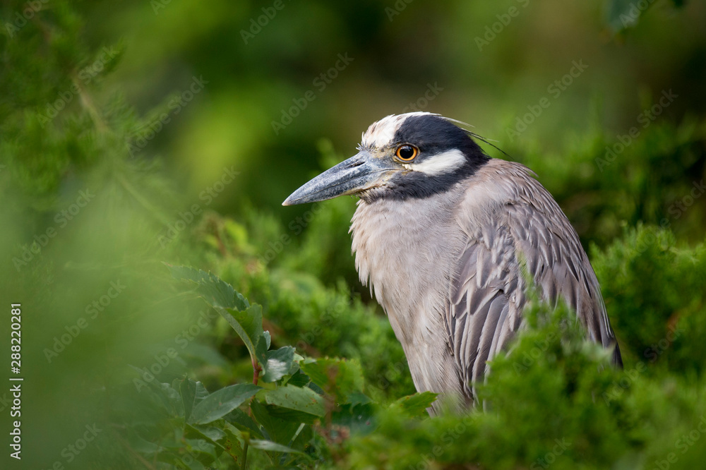Adult Yellow-crowned Night Heron portrait in soft light with green all around it Adult Yellow-crowned Night Heron portrait in soft light with green all around it
