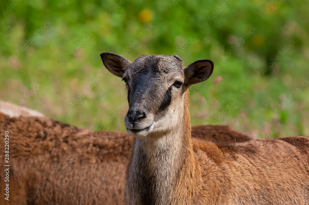 The mouflon (Ovis orientalis) during mating season on game reserve. The mouflon (Ovis orientalis) during mating season on game reserve.