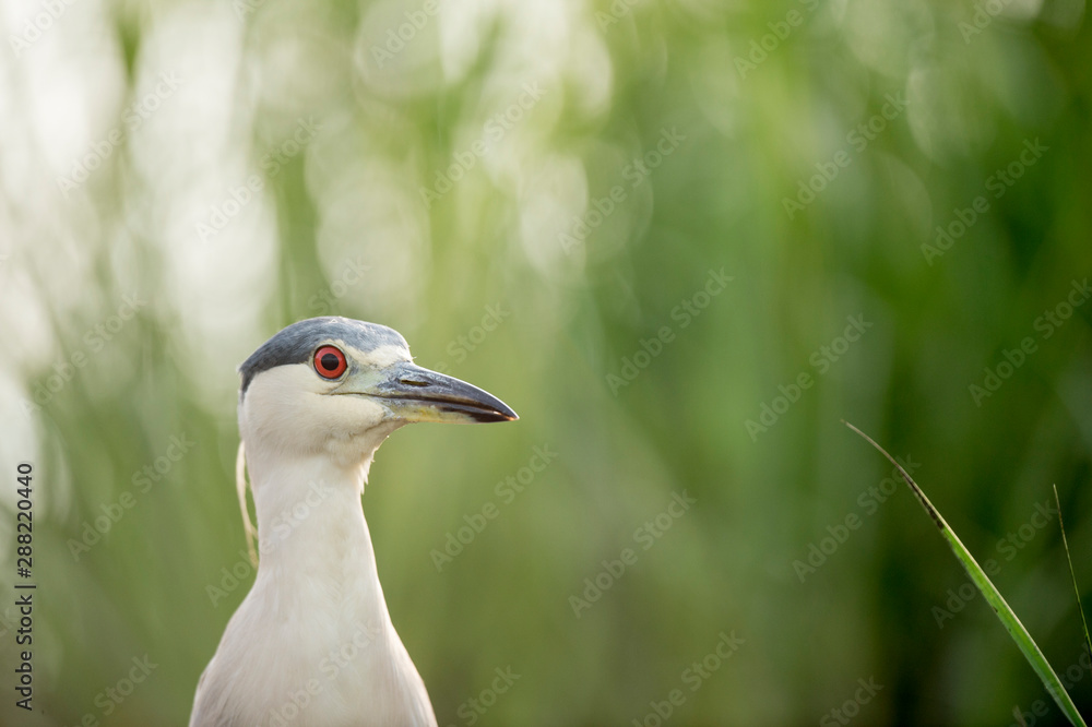 Obraz premium A Black-crowned Night Heron stalks in the bright green marsh grasses in soft light.