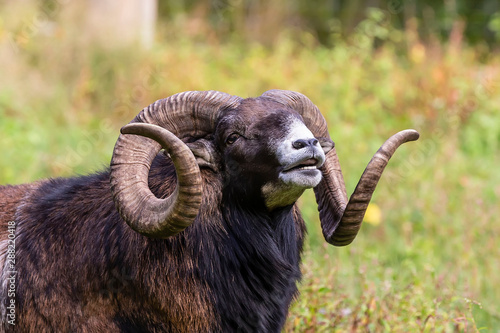 The mouflon (Ovis orientalis) during mating season on game reserve.