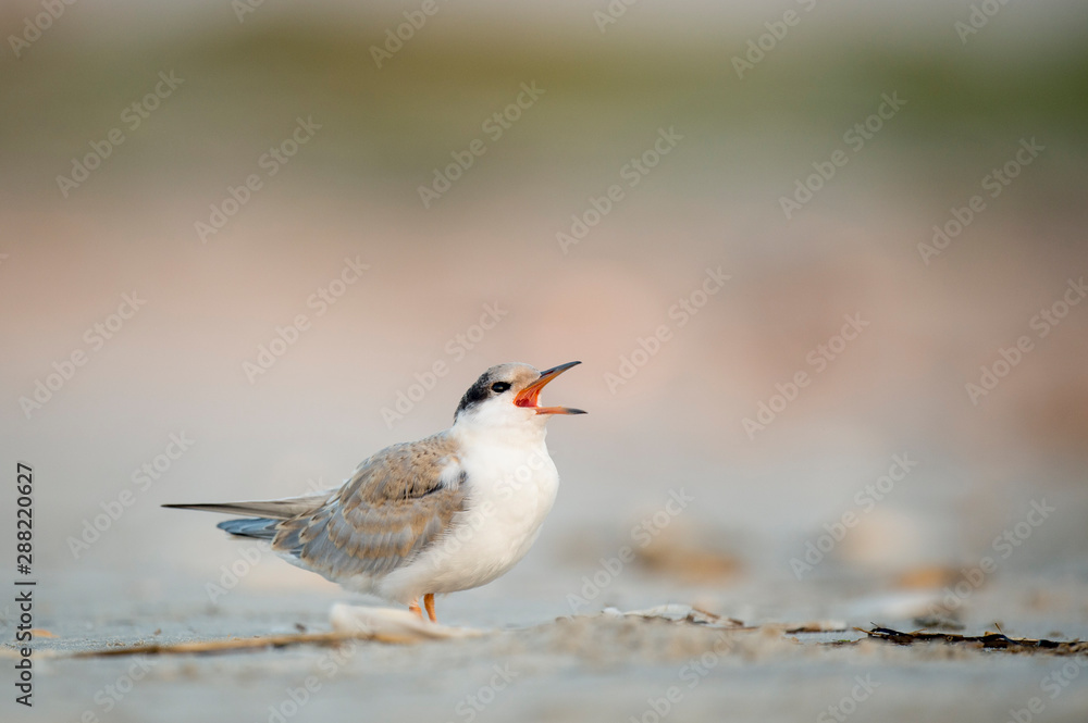 Fototapeta premium A Juvenile Common Tern calls out loudly while standing on the sandy beach in soft overcast light.