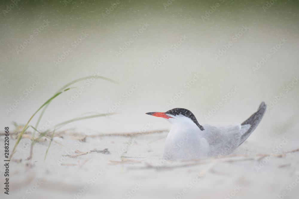 A Common Tern sits on a sandy beach with a lot of sand blowing in the air in soft light. A Common Tern sits on a sandy beach with a lot of sand blowing in the air in soft light.