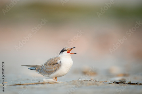 A Juvenile Common Tern calls out loudly while standing on the sandy beach in soft overcast light.