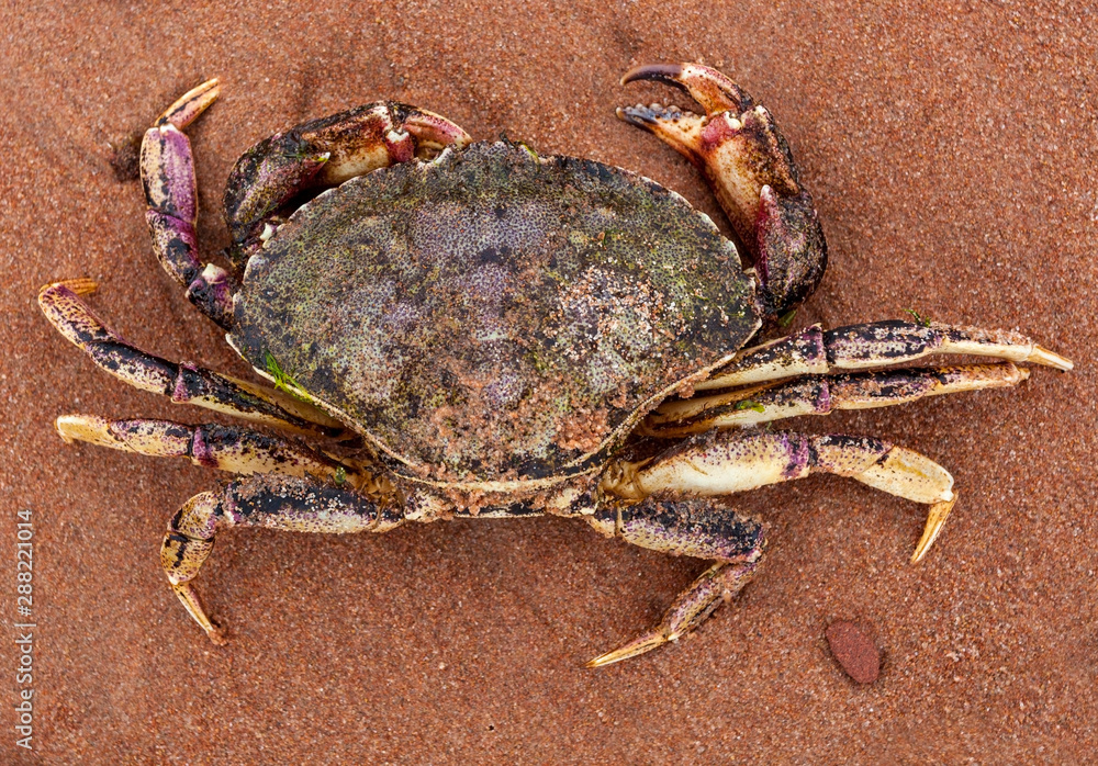 Dead Prince Edward Island crab on red sand beach. Dead Prince Edward Island crab on red sand beach.
