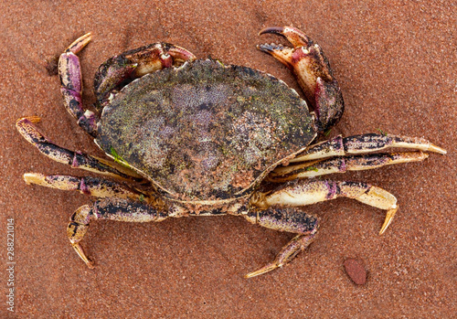 Dead Prince Edward Island crab on red sand beach.