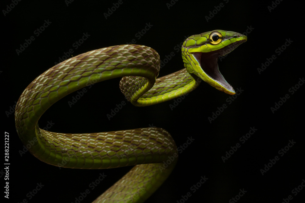 Fototapeta premium Short-nosed Vine Snake (Oxybelis brevirostris)