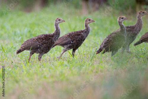A small group of young Wild Turkey poults walk in the green grass.