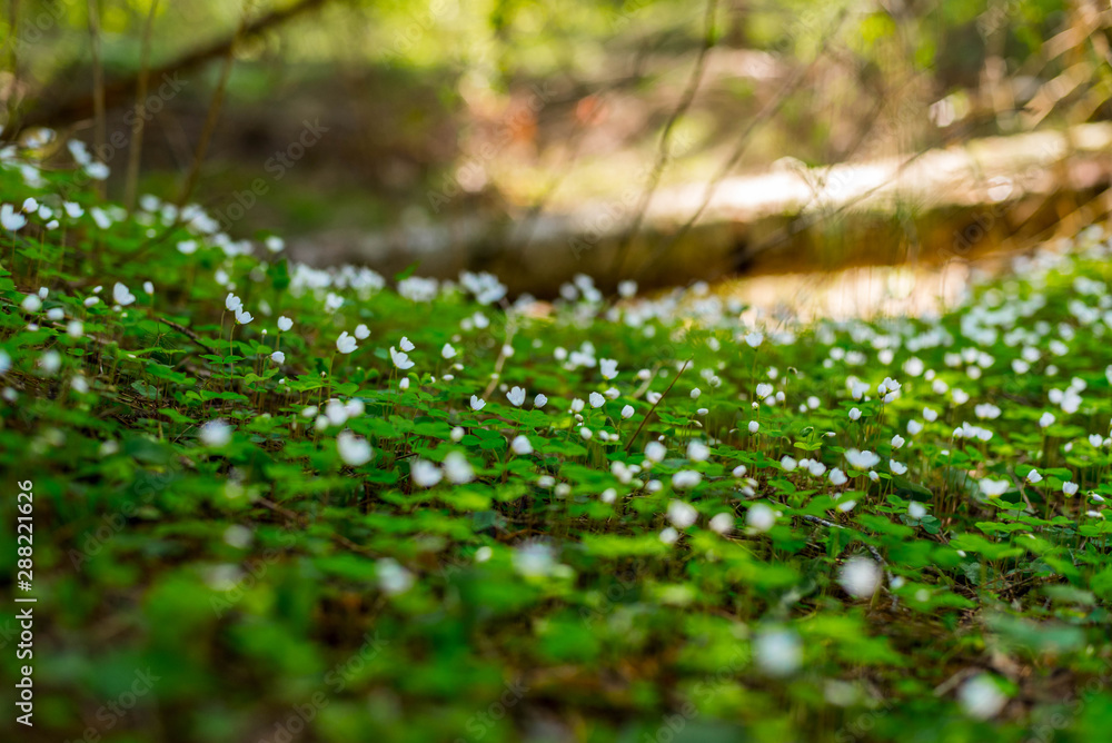 dew on the grass dew on the grass