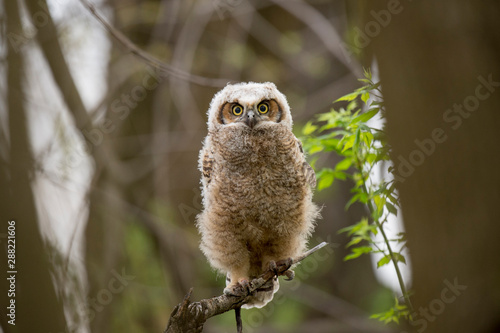 A Great-horned Owlet perched in a tree looks right ahead with big yellow eyes in soft overcast light.