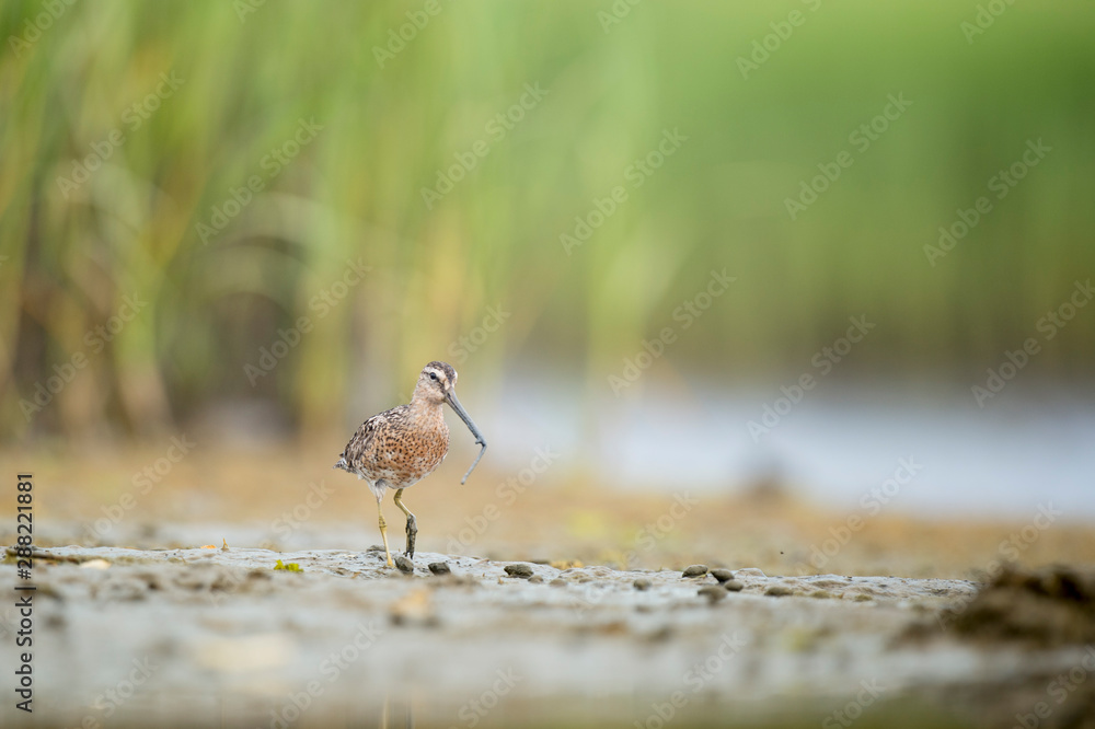 A Short-billed Dowitcher works the shallow water and mud searching for food in the soft overcast light.