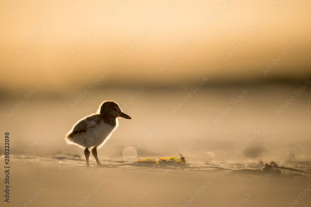 American Oystercatcher chick stands on a sandy beach glowing in the setting sunlight.