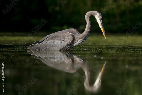 A large Great Blue Heron stands in the water in the bright morning sunlight with a dark black background and clear reflection.