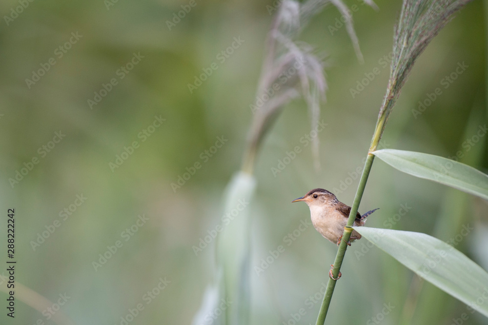 A Marsh Wren perched on green reeds with a smooth green background in the marsh. A Marsh Wren perched on green reeds with a smooth green background in the marsh.