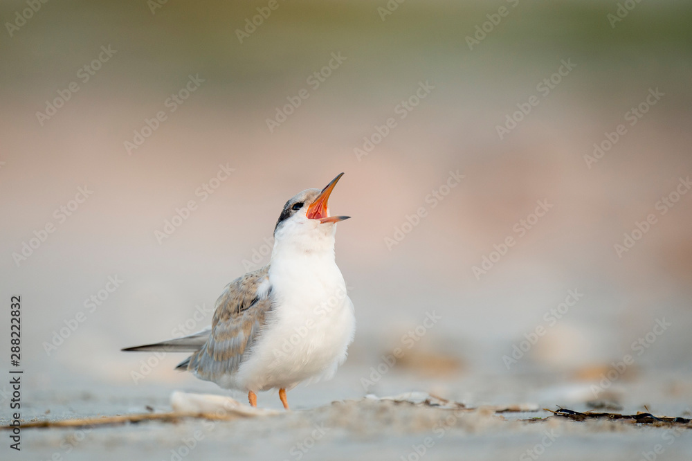 Obraz premium A Juvenile Common Tern calls out loudly while standing on the sandy beach in soft overcast light.